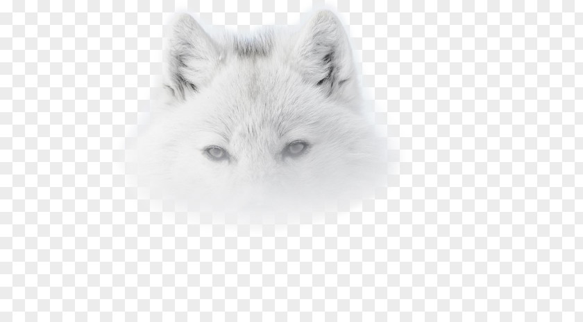 Dog Red Fox Arctic Wolf Snowy Owl Photo-Forum PNG