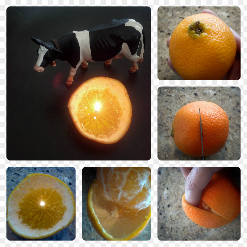 Erica Clémentine M. Idea Citrus × Deliciosa Being Cricut PNG