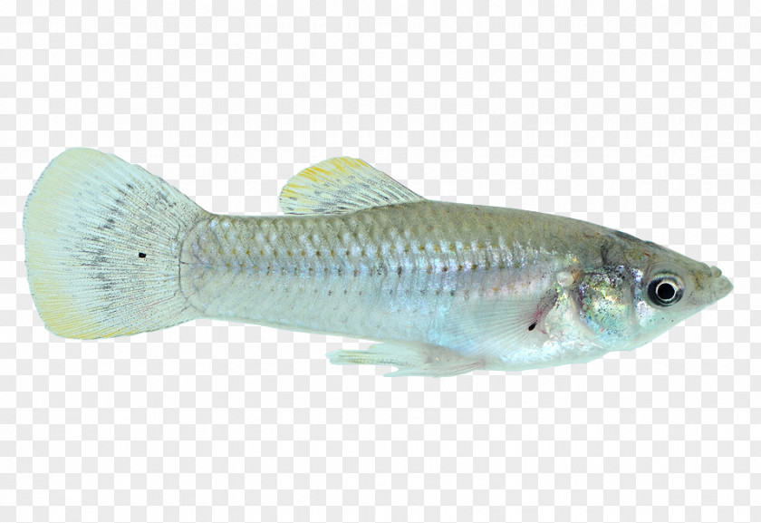 Fish Cod Common Molly Guppy X-ray Tetra PNG