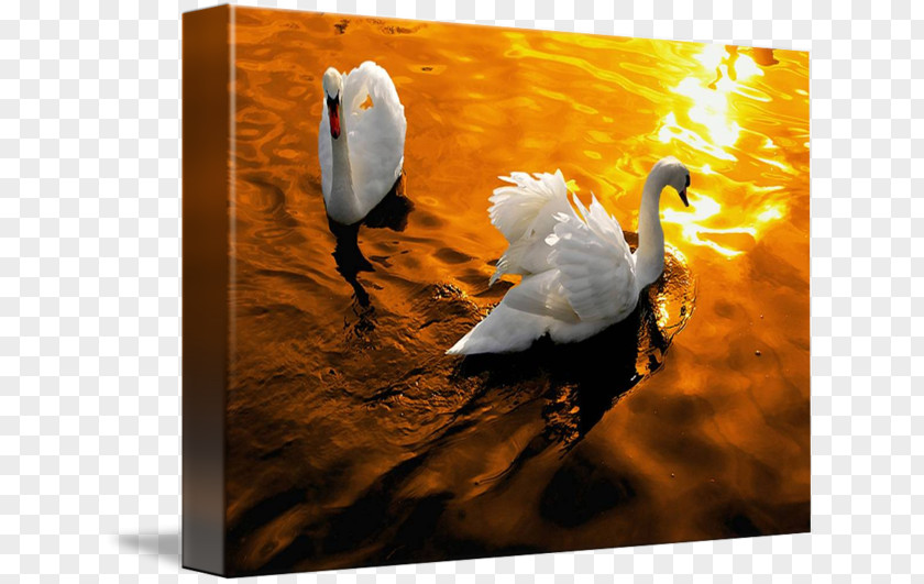 Light Cygnini Golden Hour Duck PNG