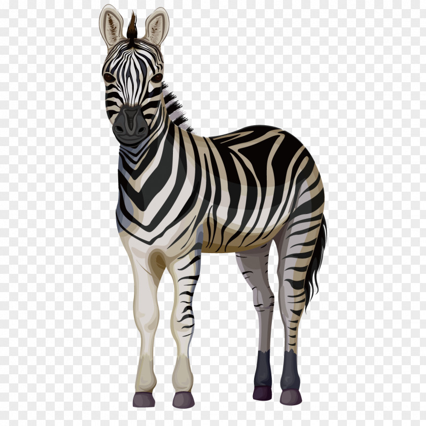 Cartoon Zebra Quagga Horse Zorse PNG