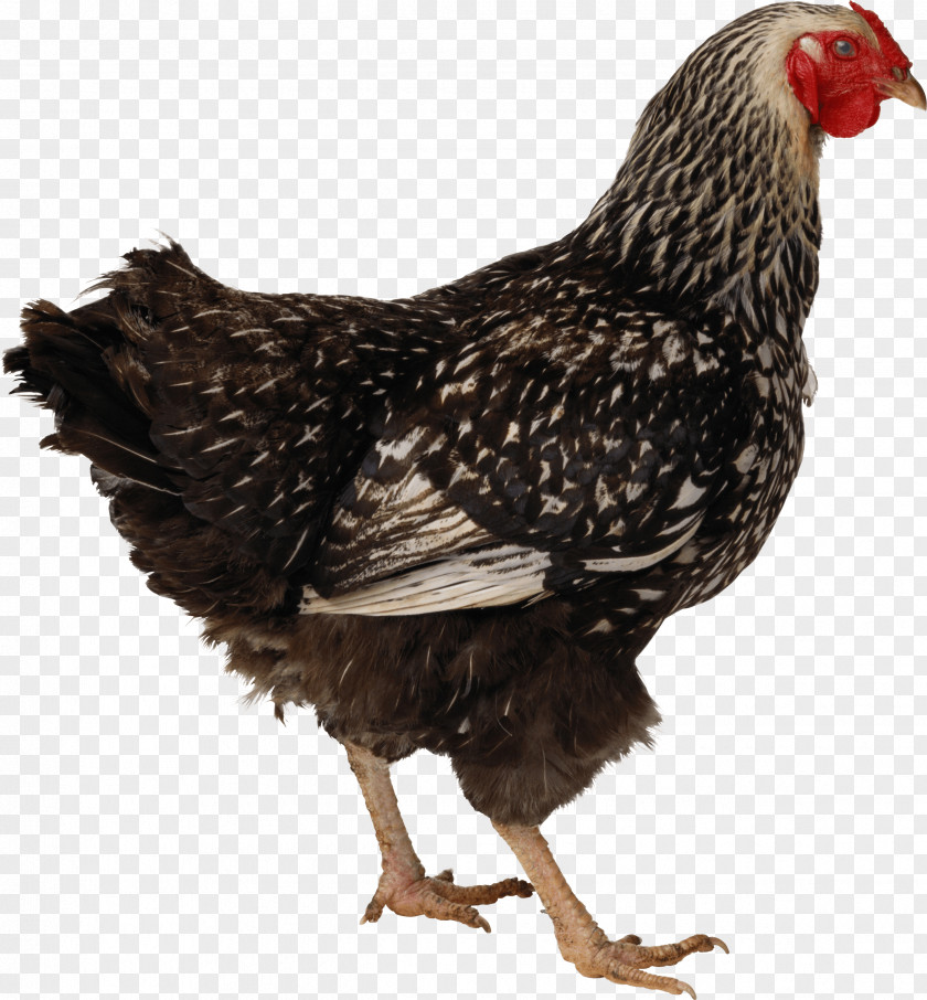 Chick Roast Chicken Duck Poultry Meat PNG