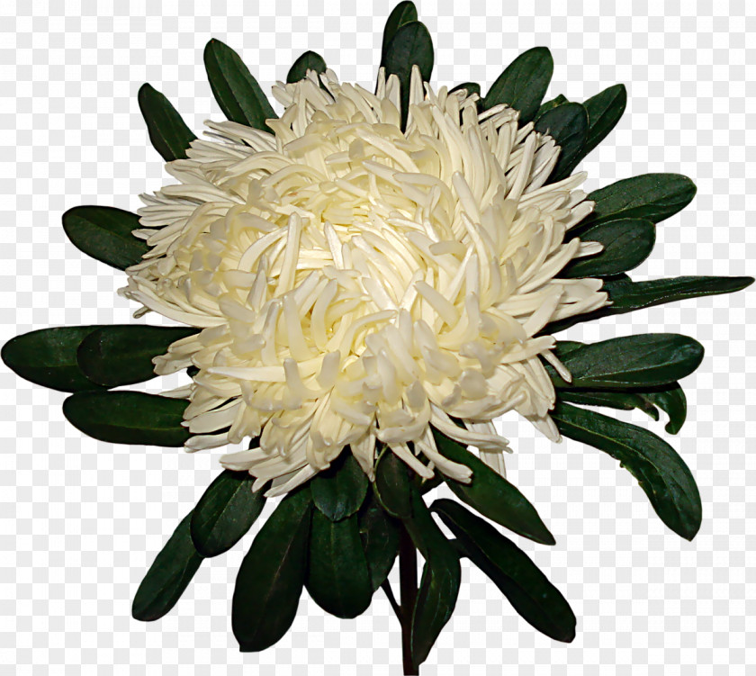 Chrysanthemum Saint Petersburg Flower Garden Roses Transvaal Daisy PNG