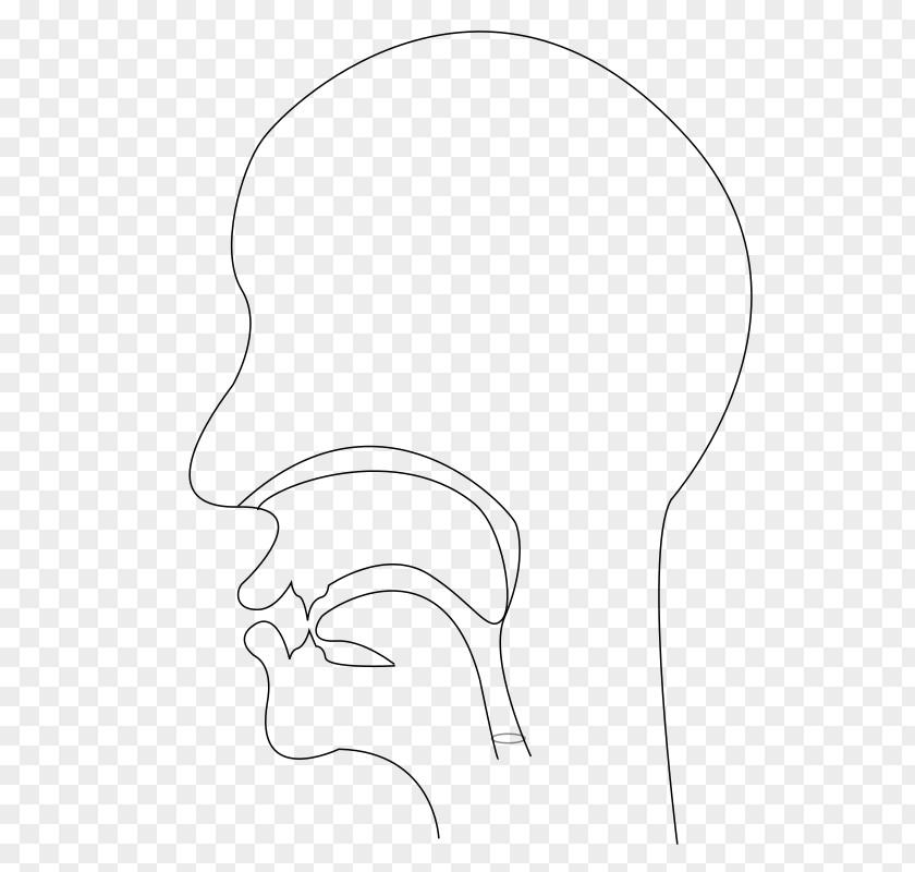 Ear Line Art Drawing /m/02csf Clip PNG