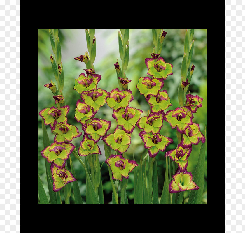 Gladiolus Growing Gladioli Green Yellow Bulb PNG