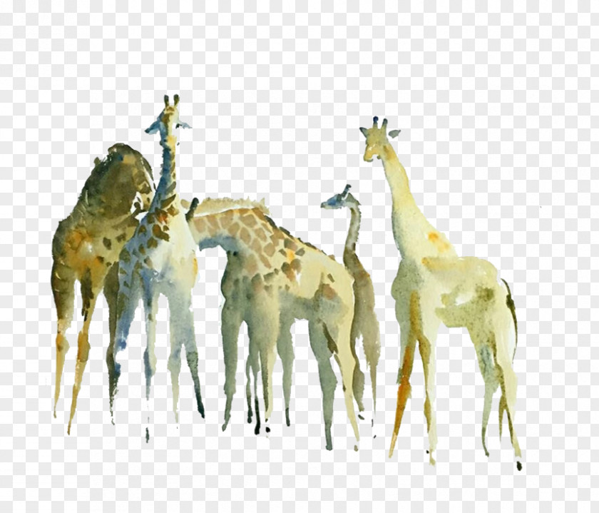 Hand Painted Giraffe Northern Watercolor Painting Drawing PNG