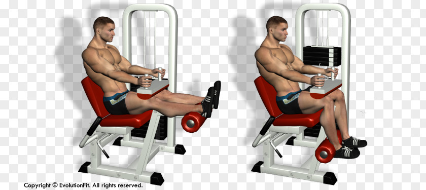 Leg Curl Extension Exercise Weight Training Shoulder PNG curl extension training Shoulder, clipart PNG