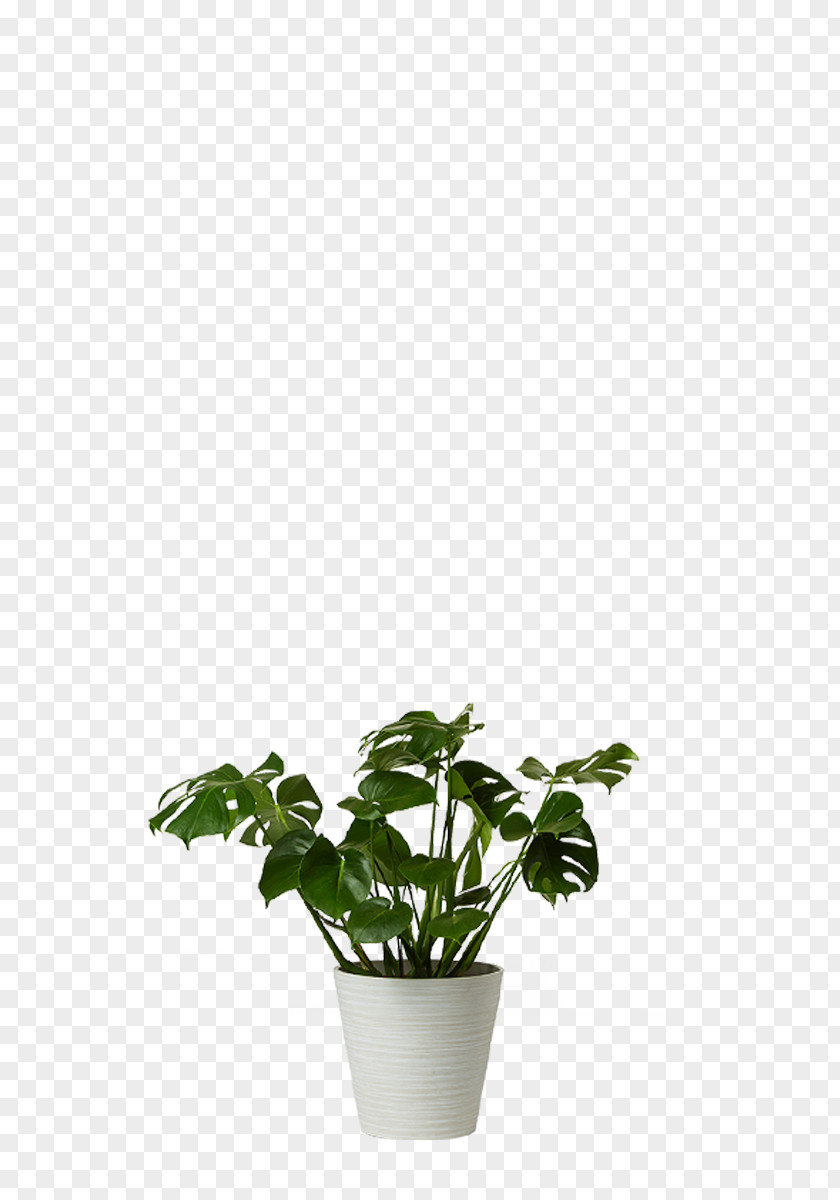 Plant Swiss Cheese Houseplant Flowerpot Chamaedorea PNG