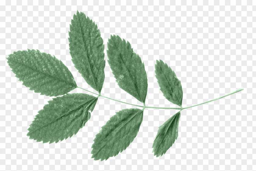 Tea Green Leaf PNG