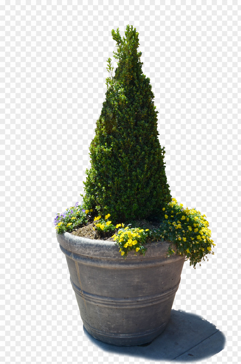 Vase Tree Flowerpot English Yew PNG