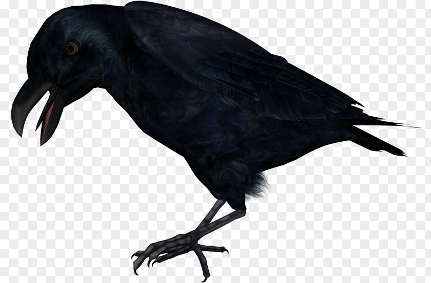 Aves Common Raven Carrion Crow Raster Graphics Editor Clip Art PNG