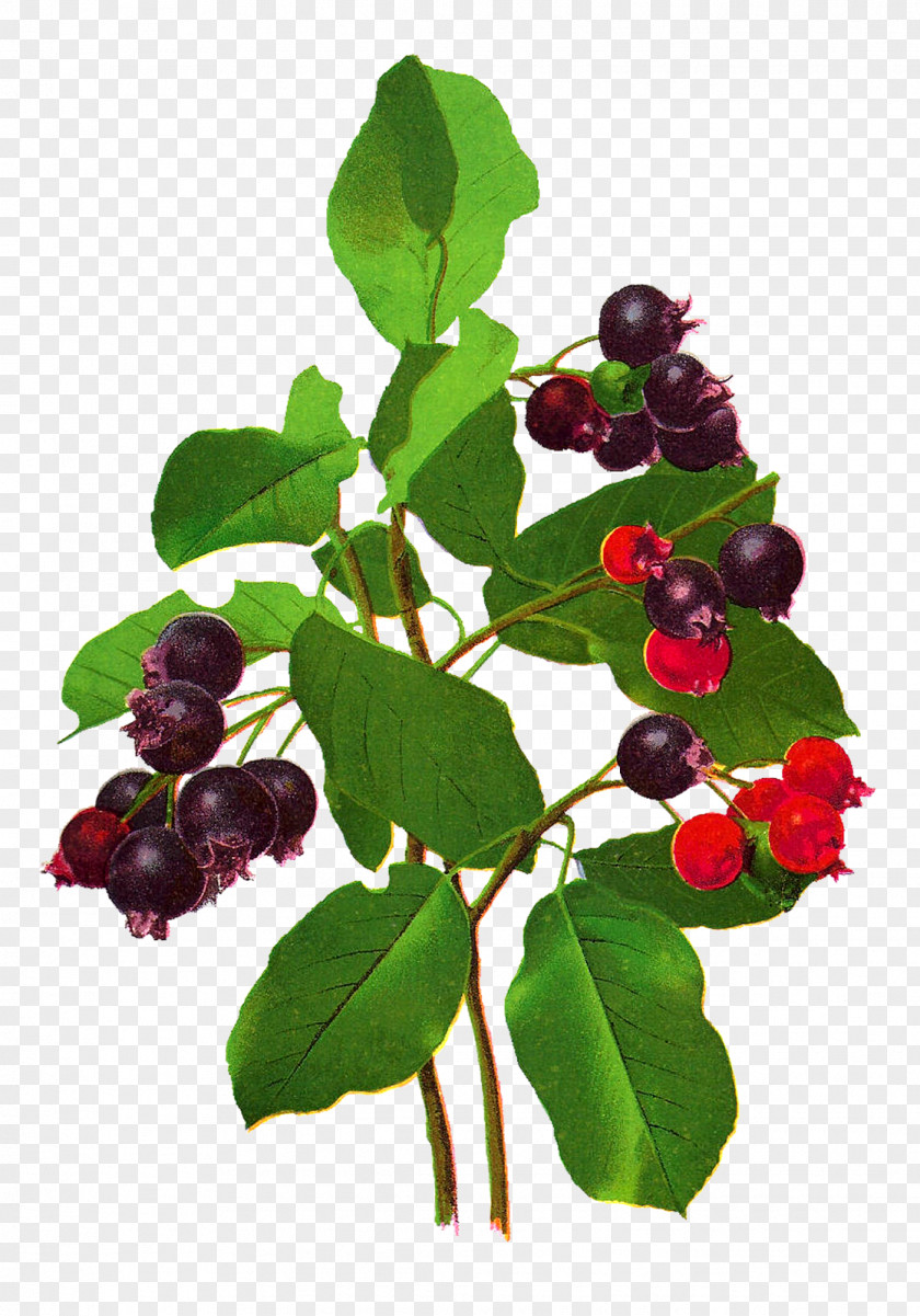 Berries Bilberry Zante Currant Blueberry Fruit PNG