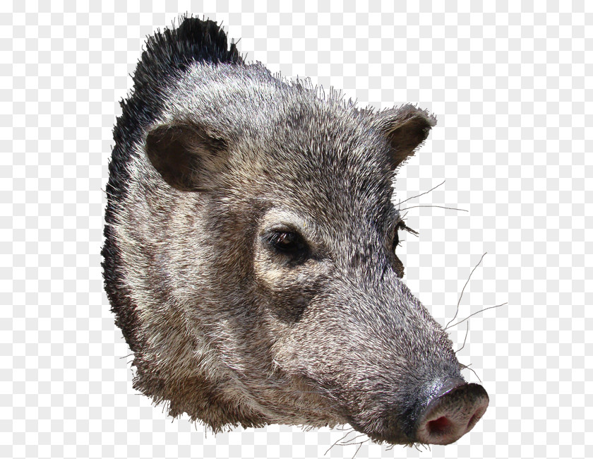 Big Show Peccary Wild Boar AZ Wildlife Creations Snout PNG