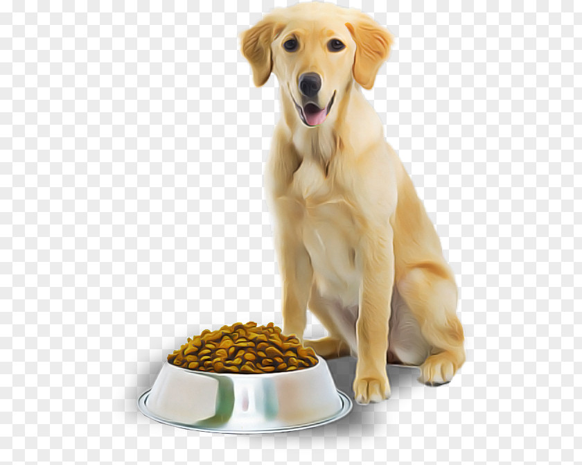 Dog Food PNG