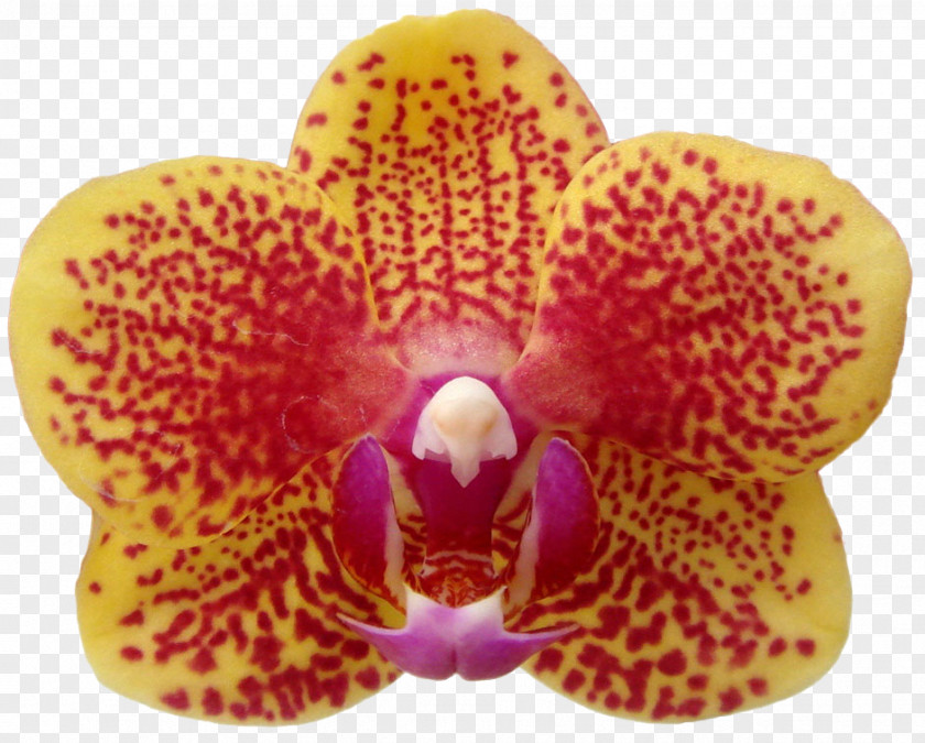 Maruko Moth Orchids Close-up PNG