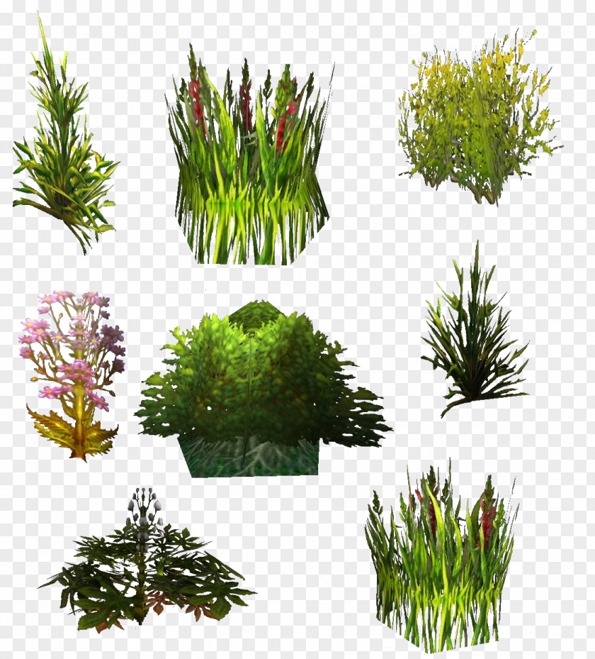 Hedge Texture Mapping Plant World Of Warcraft Shrub PNG