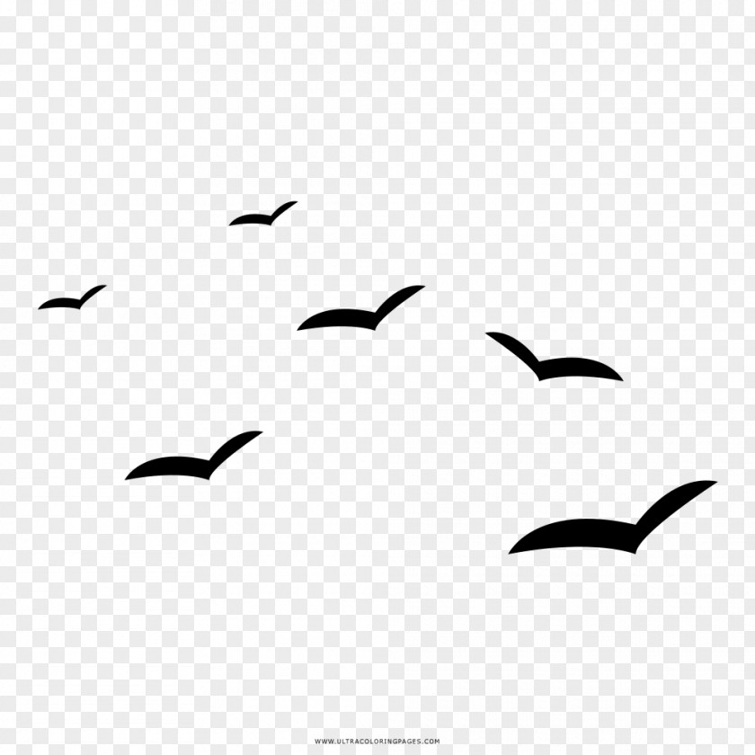 Painting Gulls Drawing Coloring Book Black And White PNG