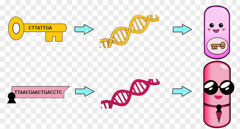 Spherical Cartoon Germs Bacterial Genome Hay Bacillus Plasmid PNG