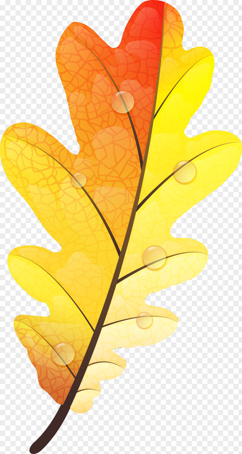 Yellow Autumn Leaves Leaf Color PNG