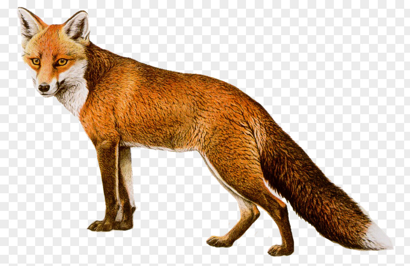 Fox Clip Art PNG