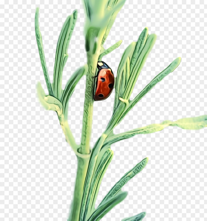 Plant Stem Bud Flower Herb Plants PNG