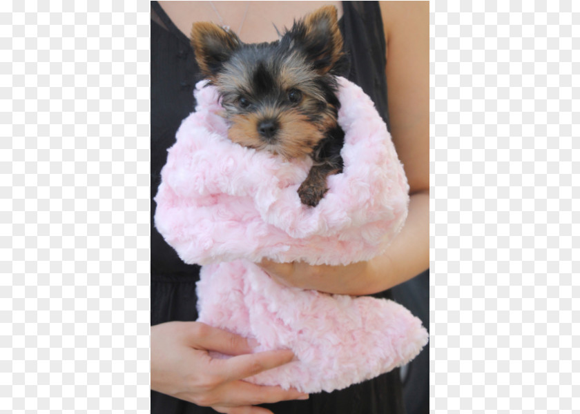 Puppy Yorkshire Terrier Morkie Biewer Lhasa Apso PNG