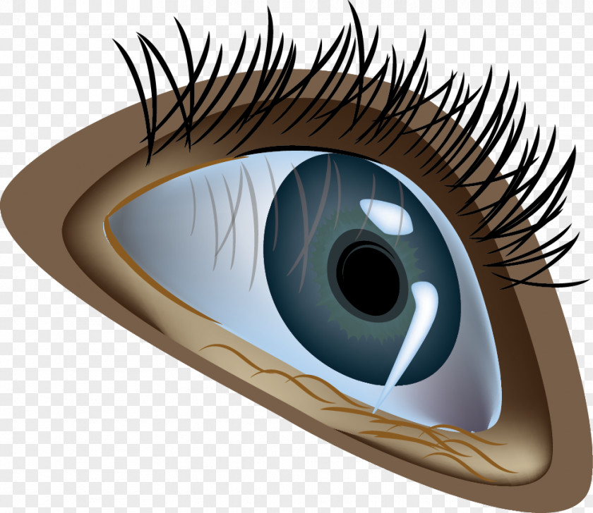 Vector Cartoon Eyes Human Eye Euclidean Illustration PNG