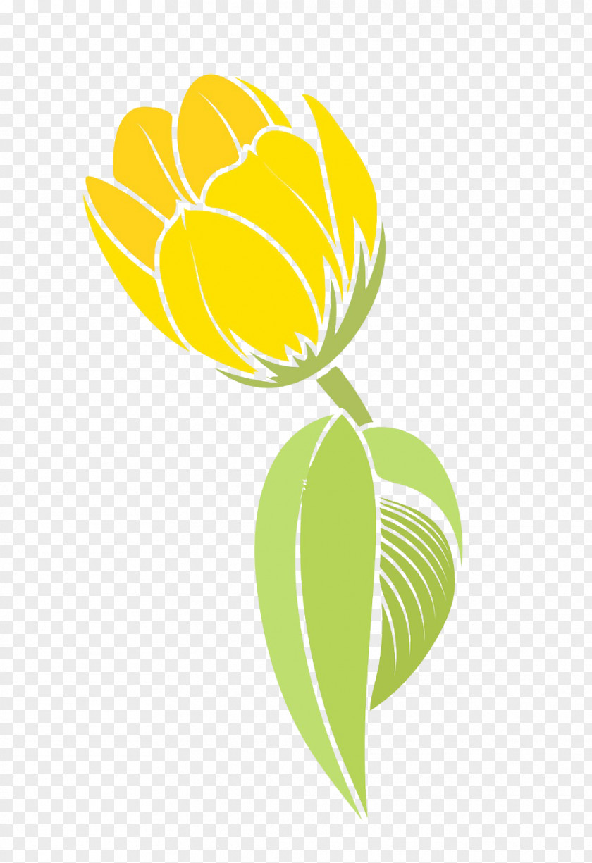 Beauty Yellow Tulip Picture Material Flower PNG