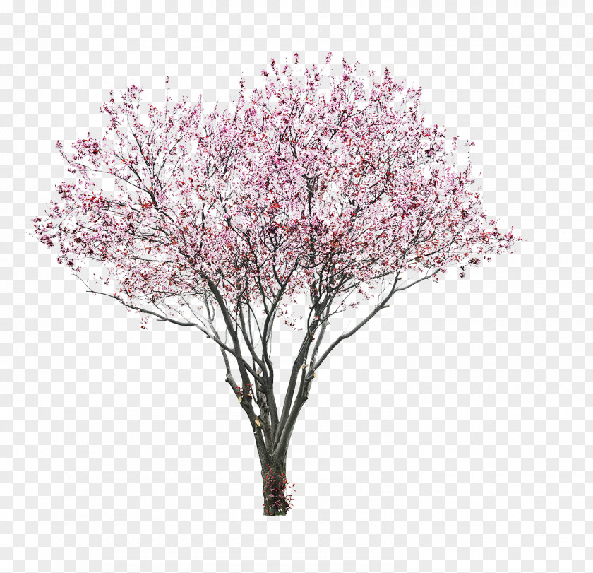 Cherry Blossom Watercolor Prunus Serrulata Stock Photography PNG