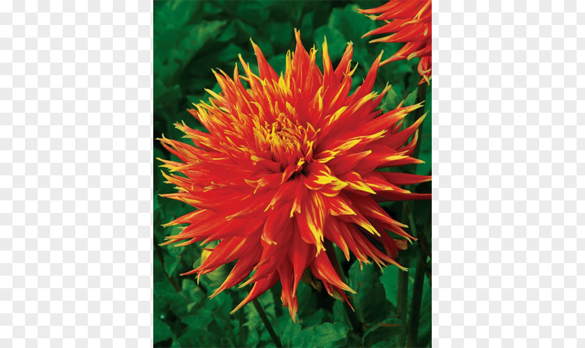 Chrysanthemum Safflower Blanket Flowers Dahlia Annual Plant PNG