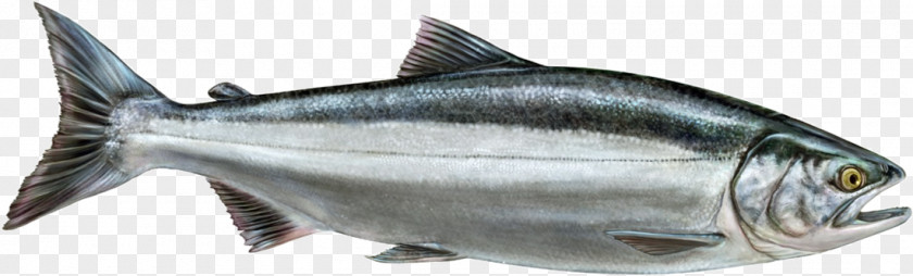 Fish Salmon Thunnus Smoked Sardine Products PNG