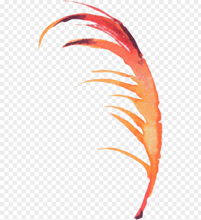 Hand-painted Feathers Feather Bird PNG