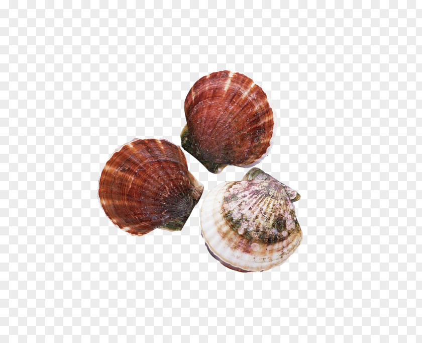 Shell Clam Oyster Sushi Shellfish Patinopecten Yessoensis PNG