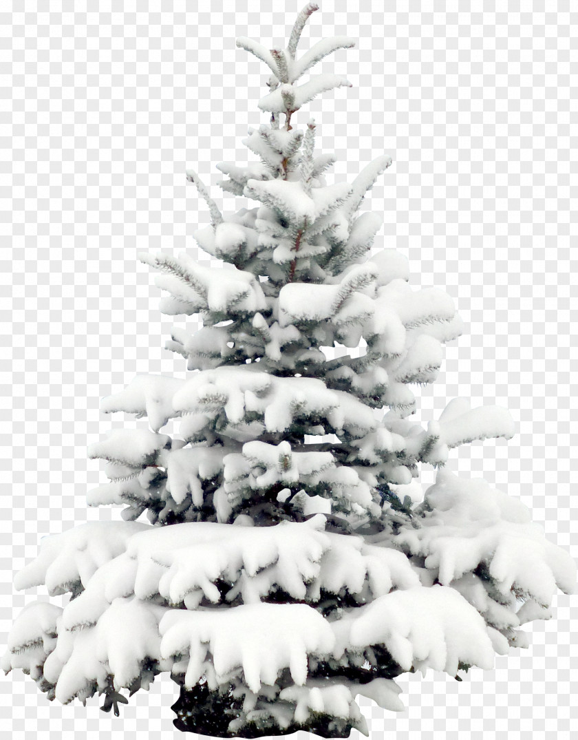 Snow Pine Tree Christmas Wallpaper PNG