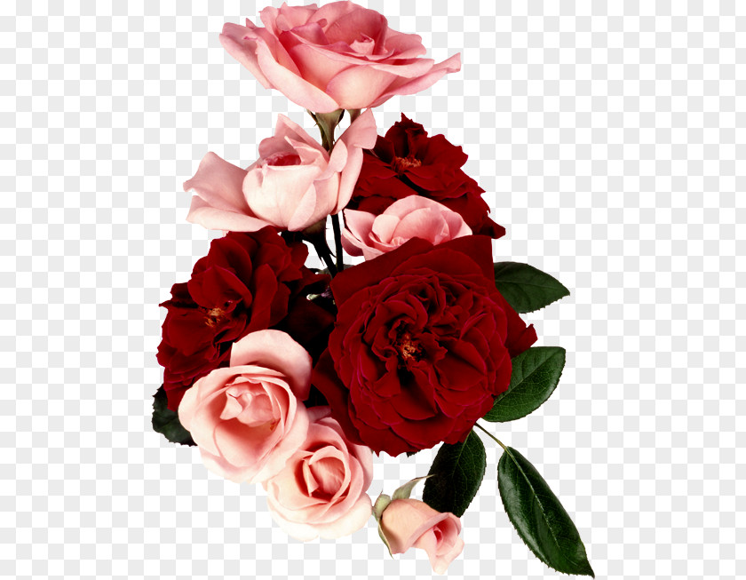 Valentine's Day Garden Roses Flower Bouquet Cabbage Rose PNG