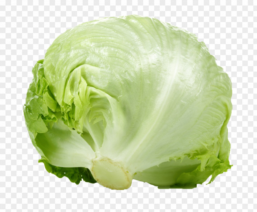 Vegetable Romaine Lettuce Iceberg Leaf Salad PNG