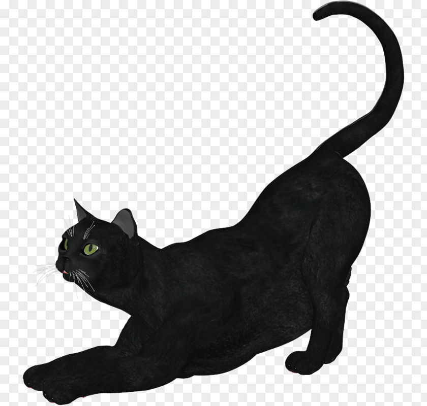 Black Cat Bombay Burmese Korat Domestic Short-haired PNG