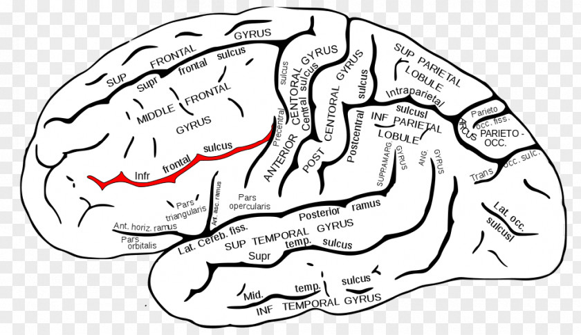 Brain Inferior Frontal Gyrus Sulcus Superior Lobe PNG
