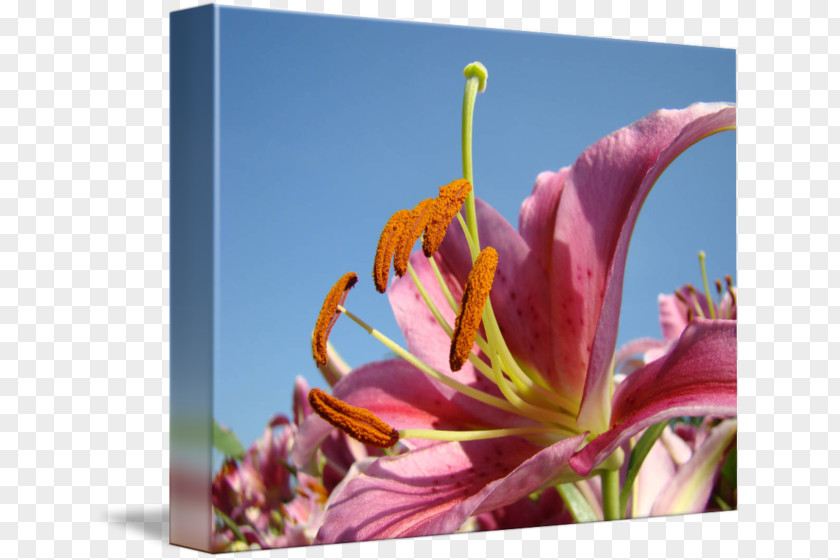 Close-up Daylily Plant Stem Sky Plc Lily M PNG