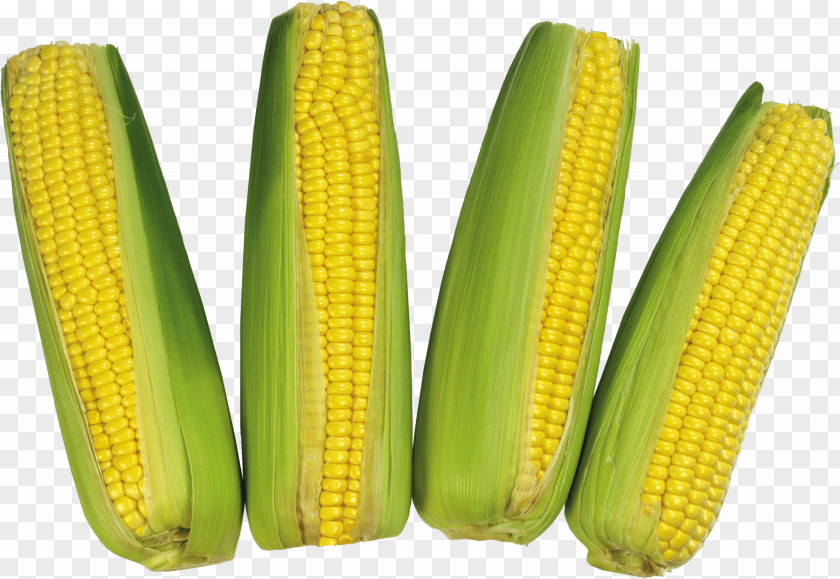 Corn Image On The Cob Flint Waxy PNG