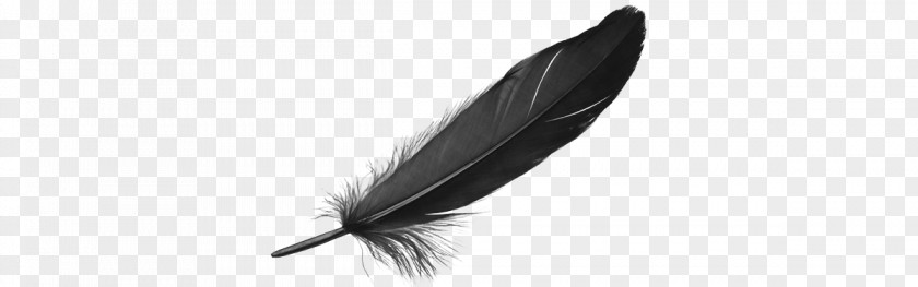 Feder Feather Quill PNG