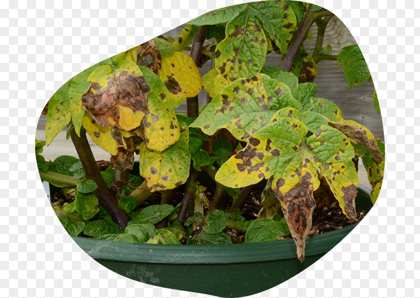 Potato Plant Pests Pathology Disease Blight PNG