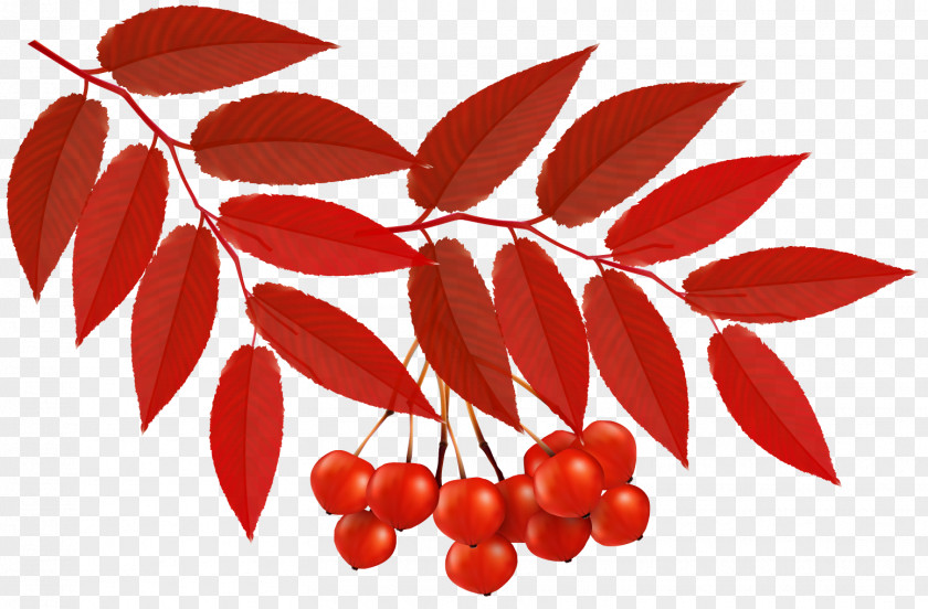 Rowan Pink Peppercorn Vector Graphics Clip Art Autumn Image PNG