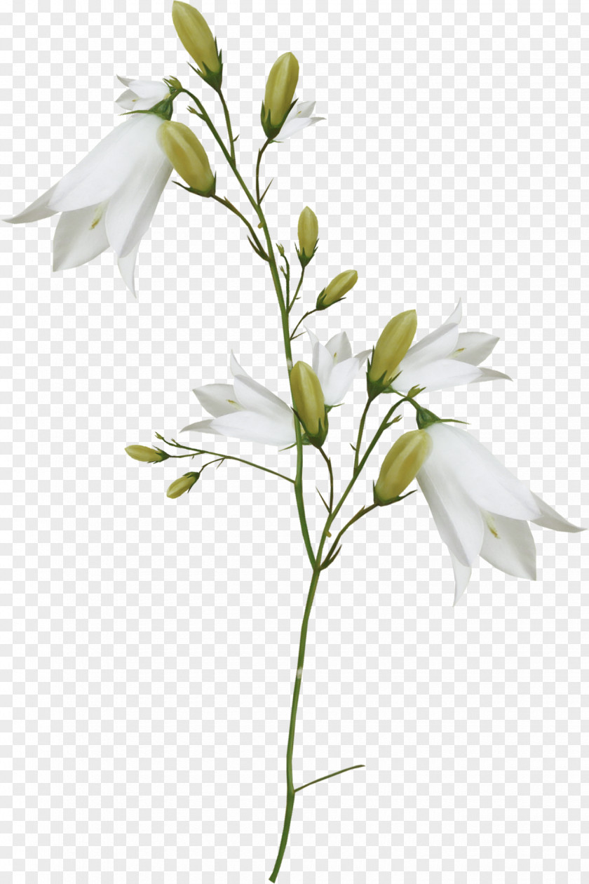 White Lily Flowers Lilium Flower Clip Art PNG