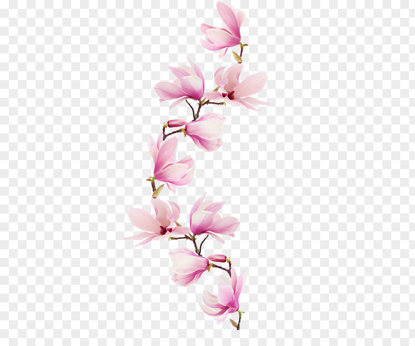 Blumenranke Freigestellt Magnolia Paper Flower Watercolor Painting Floral Design PNG