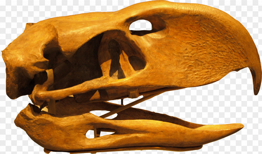 Snail Flightless Bird Phorusrhacos Skull Prehistory PNG