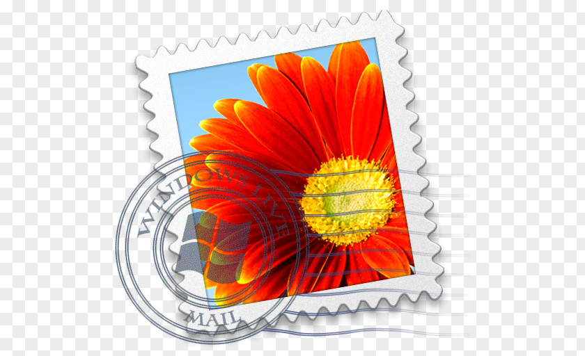 Windows Live Mail Flower Petal Daisy Family Orange Gerbera PNG