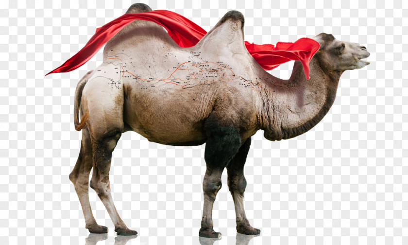 Camel Silk Road One Belt Initiative PNG