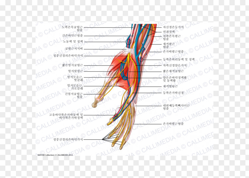 Hand Nerve Nervous System Human Anatomy Blood Vessel PNG