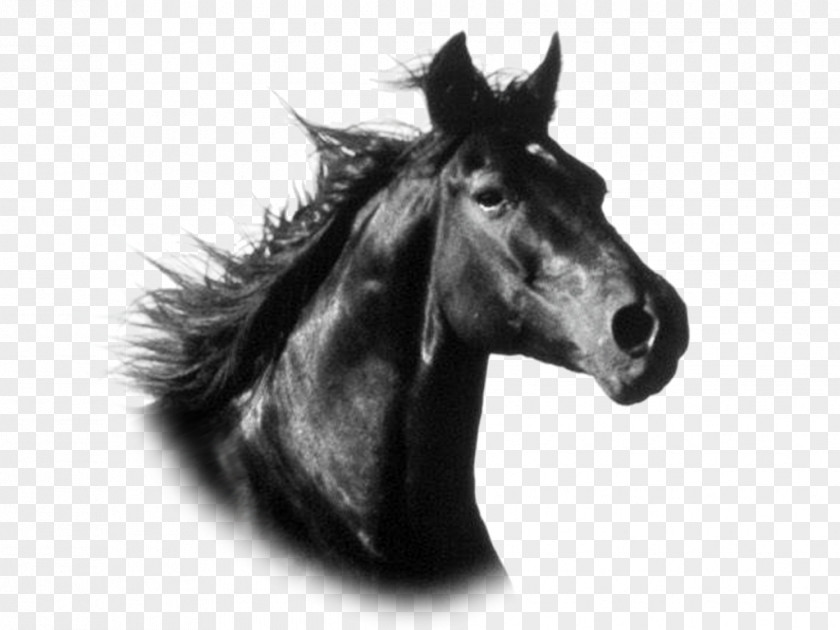 Mustang Stallion Pony Wild Horse Breed PNG